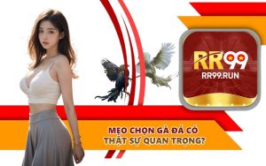 Mẹo chọn gà đá có thật sự quan trọng?